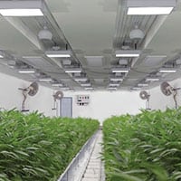 Sundial Growers, U of C partner for cannabis research