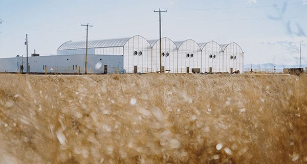 Custom Cannabis building cultivation plant in Claresholm