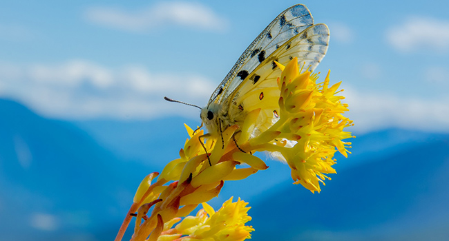 Butterflies ‘sentinels’ of climate change in mountain ecosystems