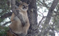 cougar U of A Cougars respond to roads based on traffic, topography, time of day