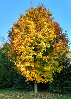 tree nature outdoors