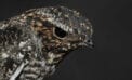 bird hawk nighthawk wildlife How we can keep birds from crashing into windows and dying
