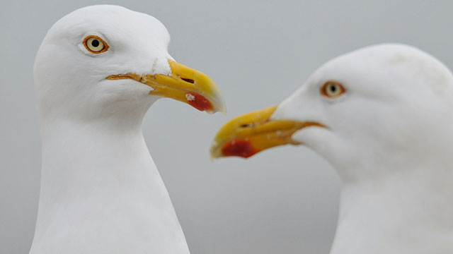 Seagulls swiping your lunch? Get seagull insurance