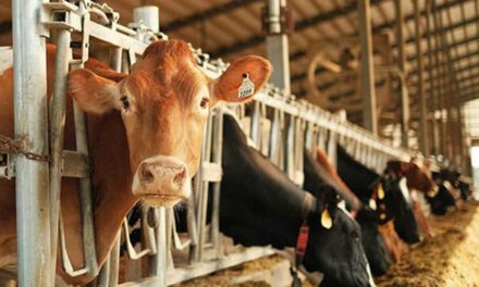 Canada chooses to dump milk rather than lower prices